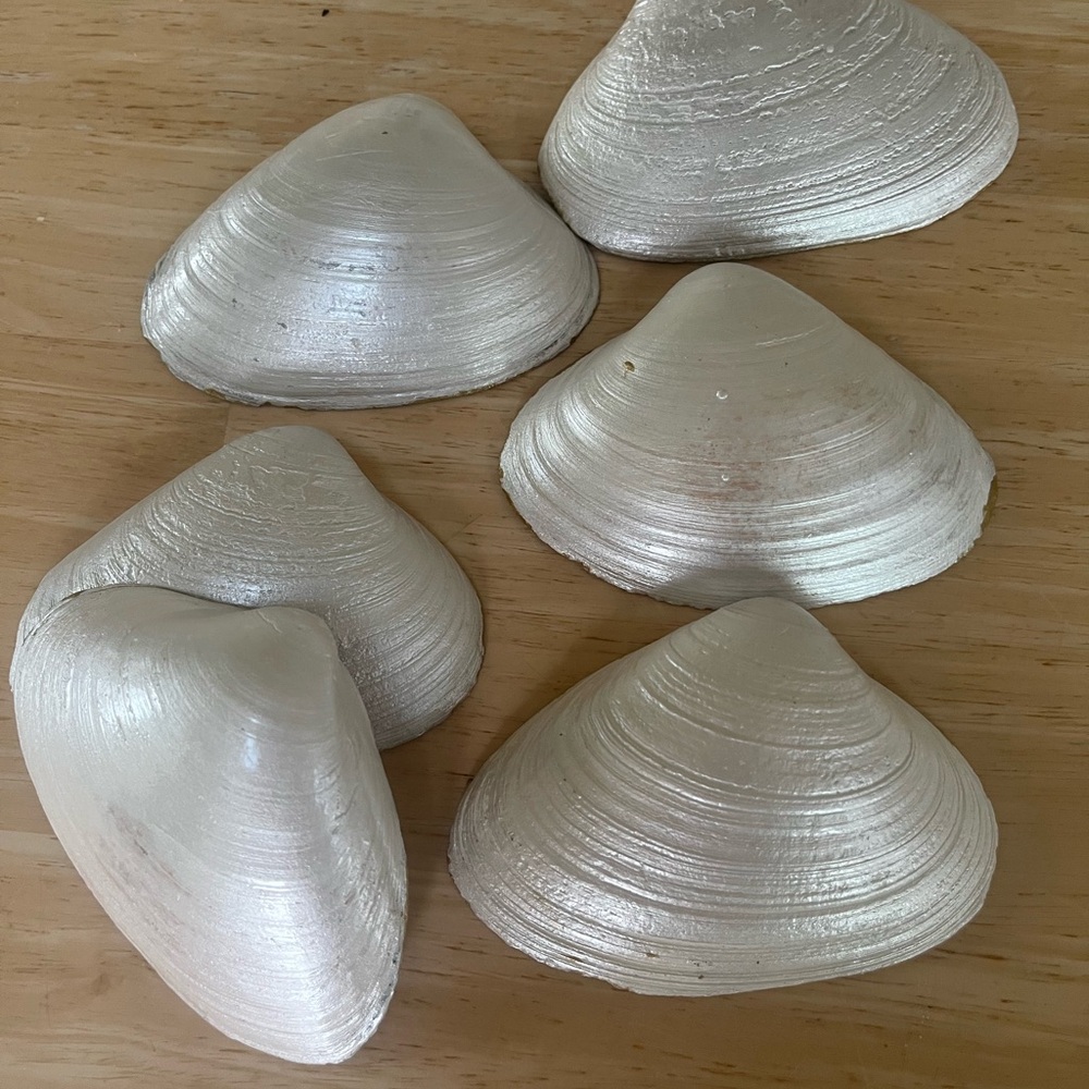 6-Pearl painted shells - Picture 5 of 9